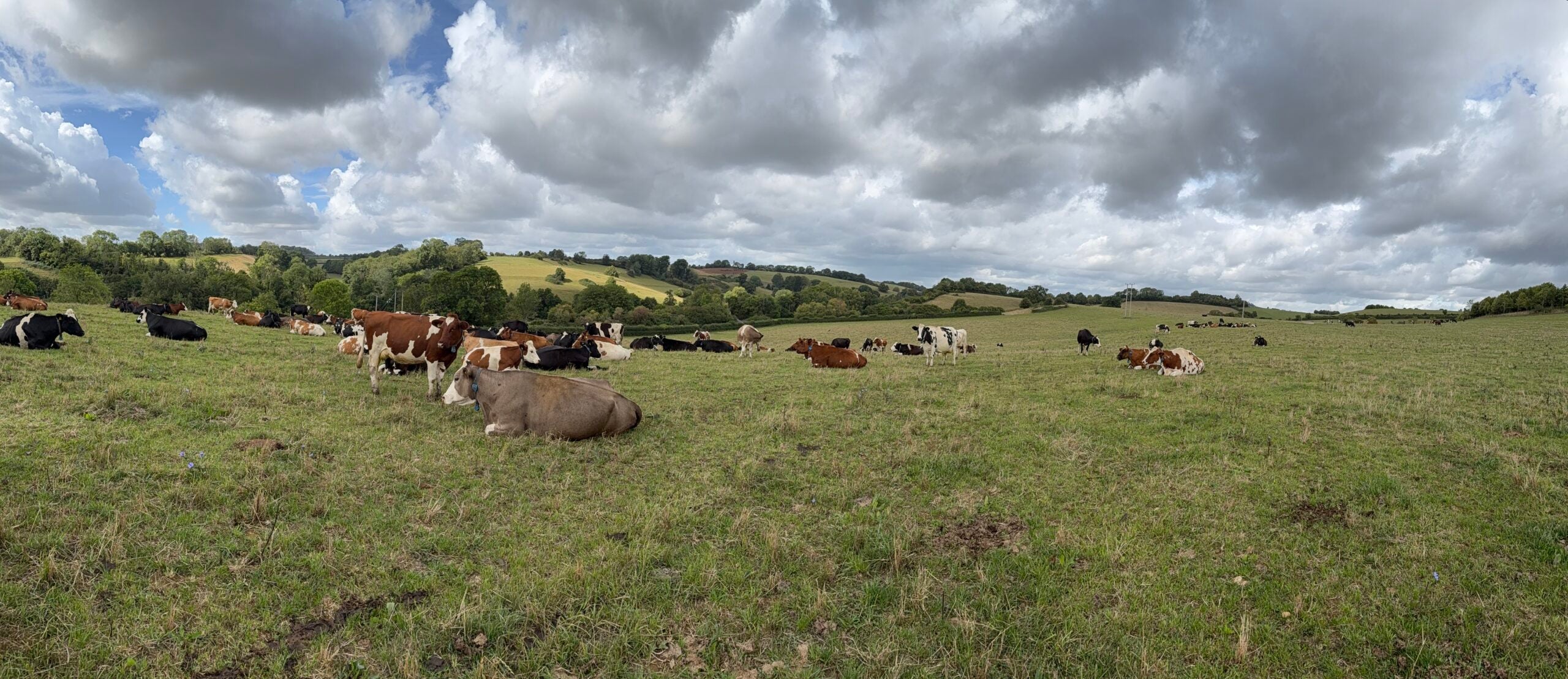 Godminster Farm, Milk, cheese, cows