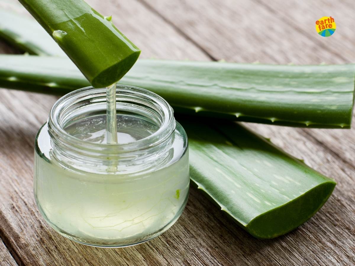 Aloe Vera: The Simple Plant With Serious Benefits for Your Skin, Health & Home. Discover the benefits of Aloe Vera & How to use it - Earthfare Supermarket