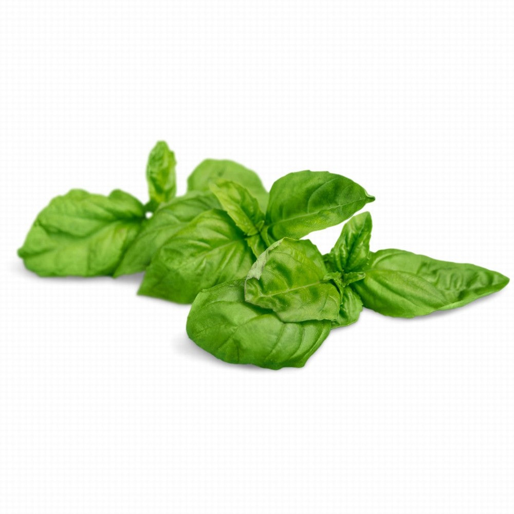 Basil Organic Fresh