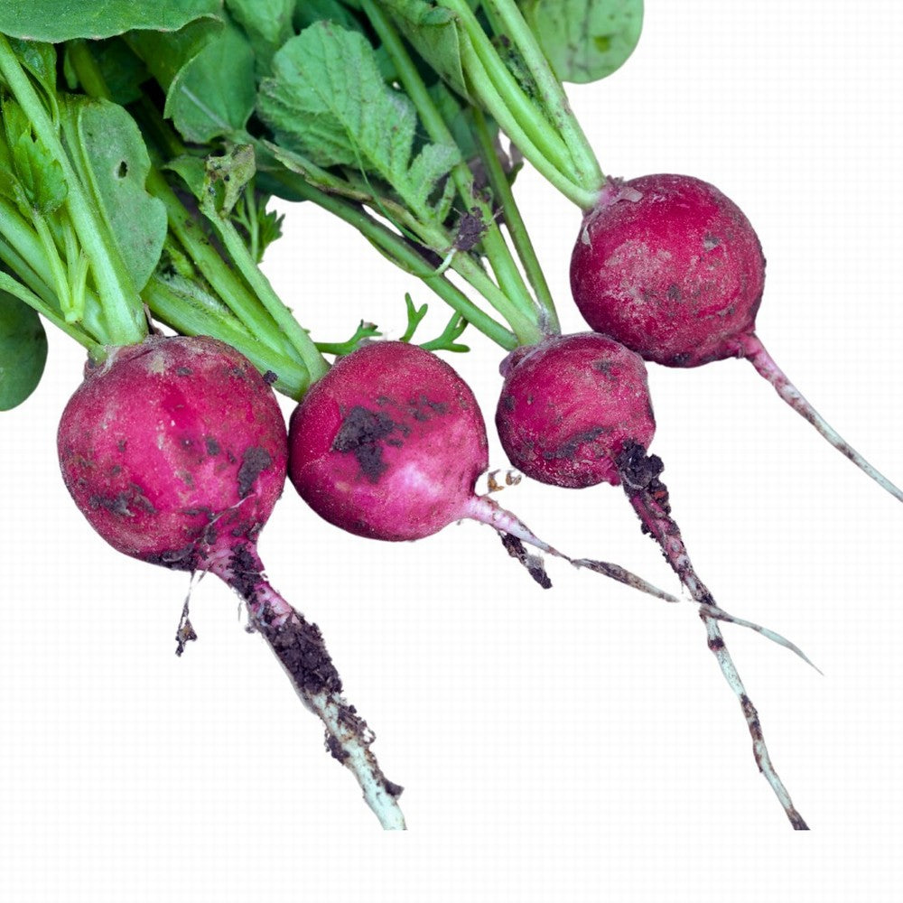 Radish Bunches Organic