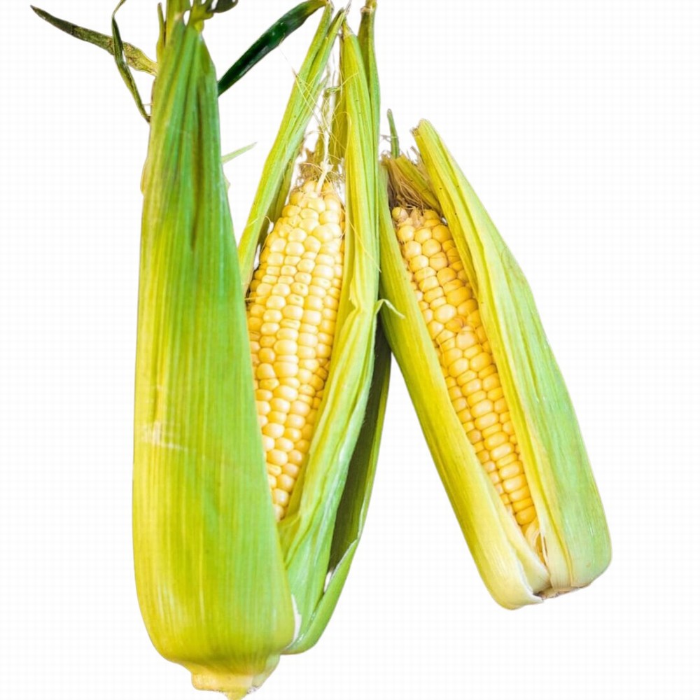 Sweetcorn On Cob Fresh Organic