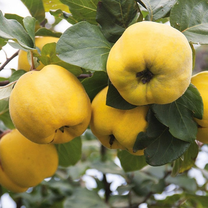 Quince Organic