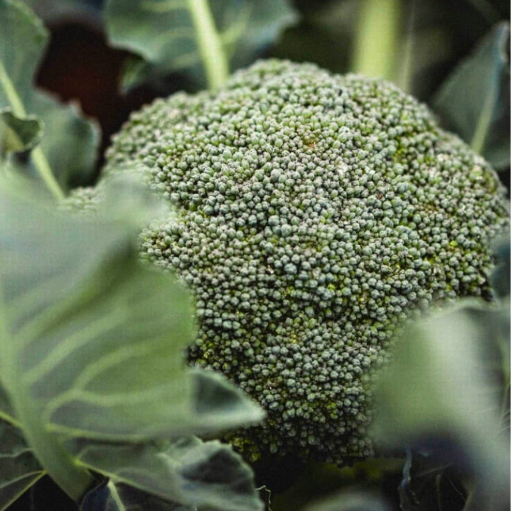 Broccoli Calabrese Organic - Earthfare Supermarket - 8424691631541