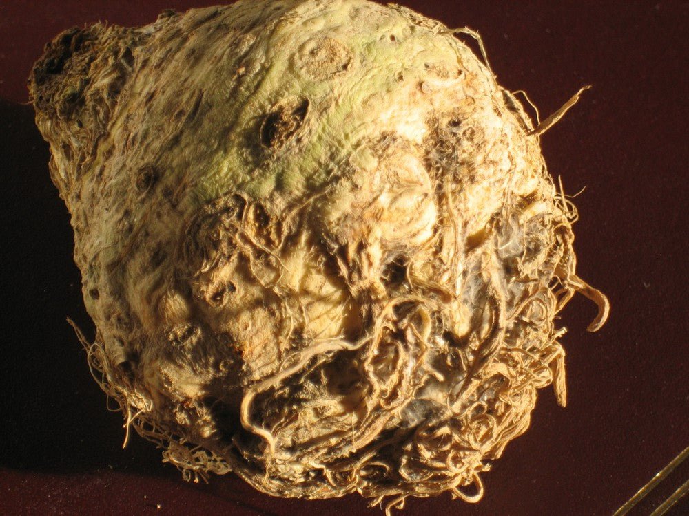 Celeriac Organic - Earthfare Supermarket - 3012918