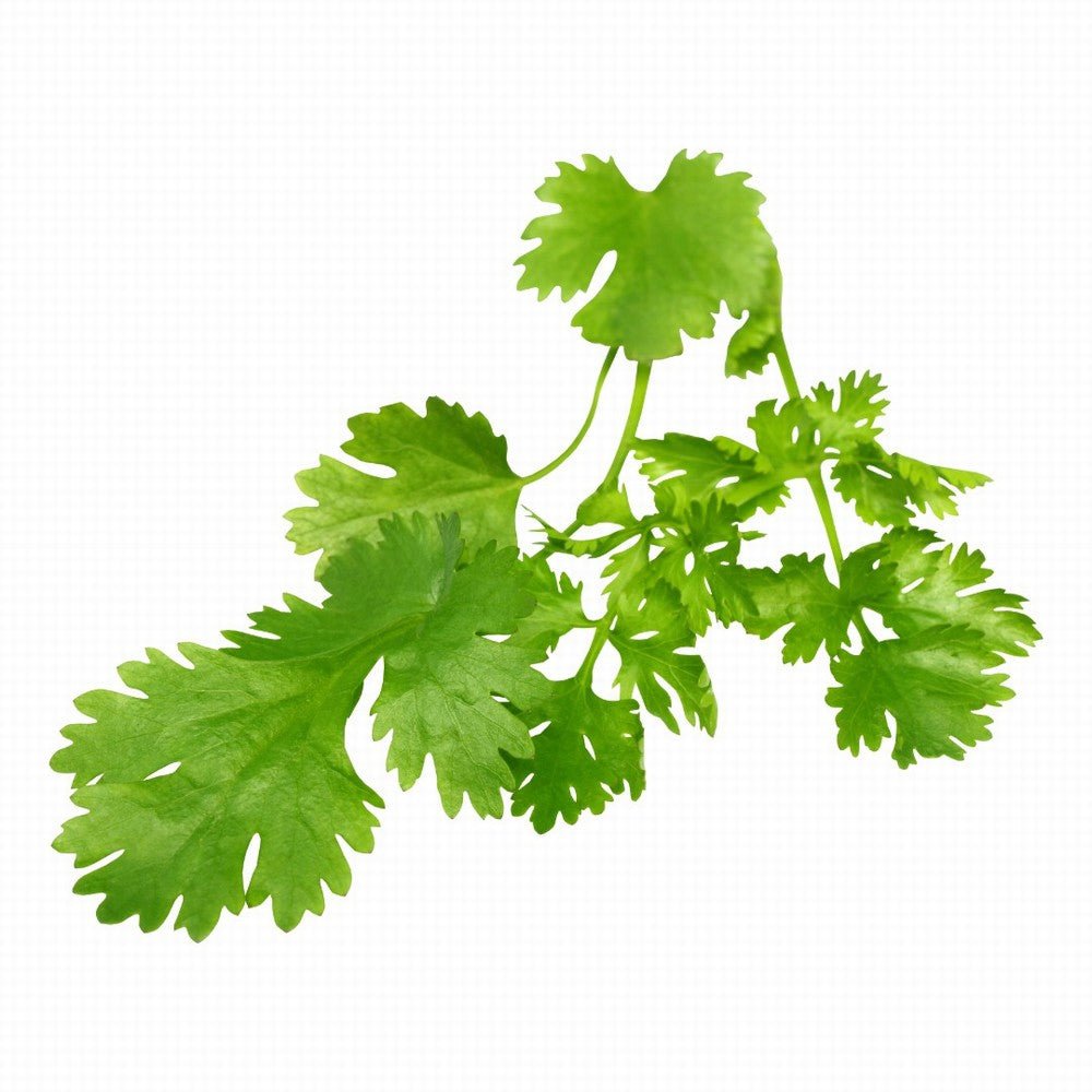 Coriander Organic 20G - Earthfare Supermarket - 8717775594529