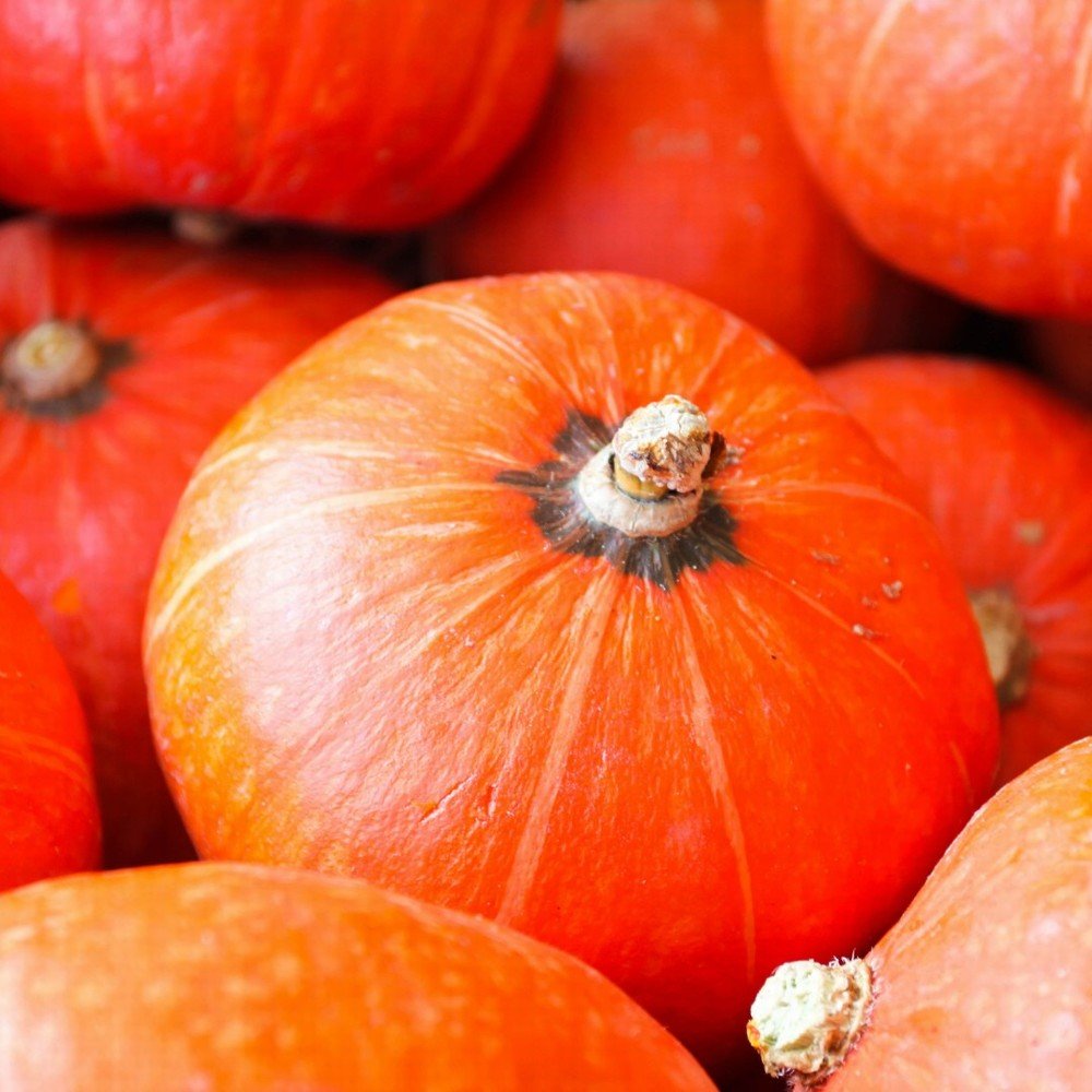 Squash Red Organic - Earthfare Supermarket - 3013039