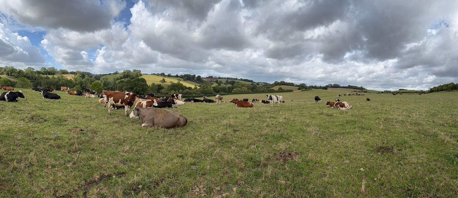 Godminster Farm, Milk, cheese, cows