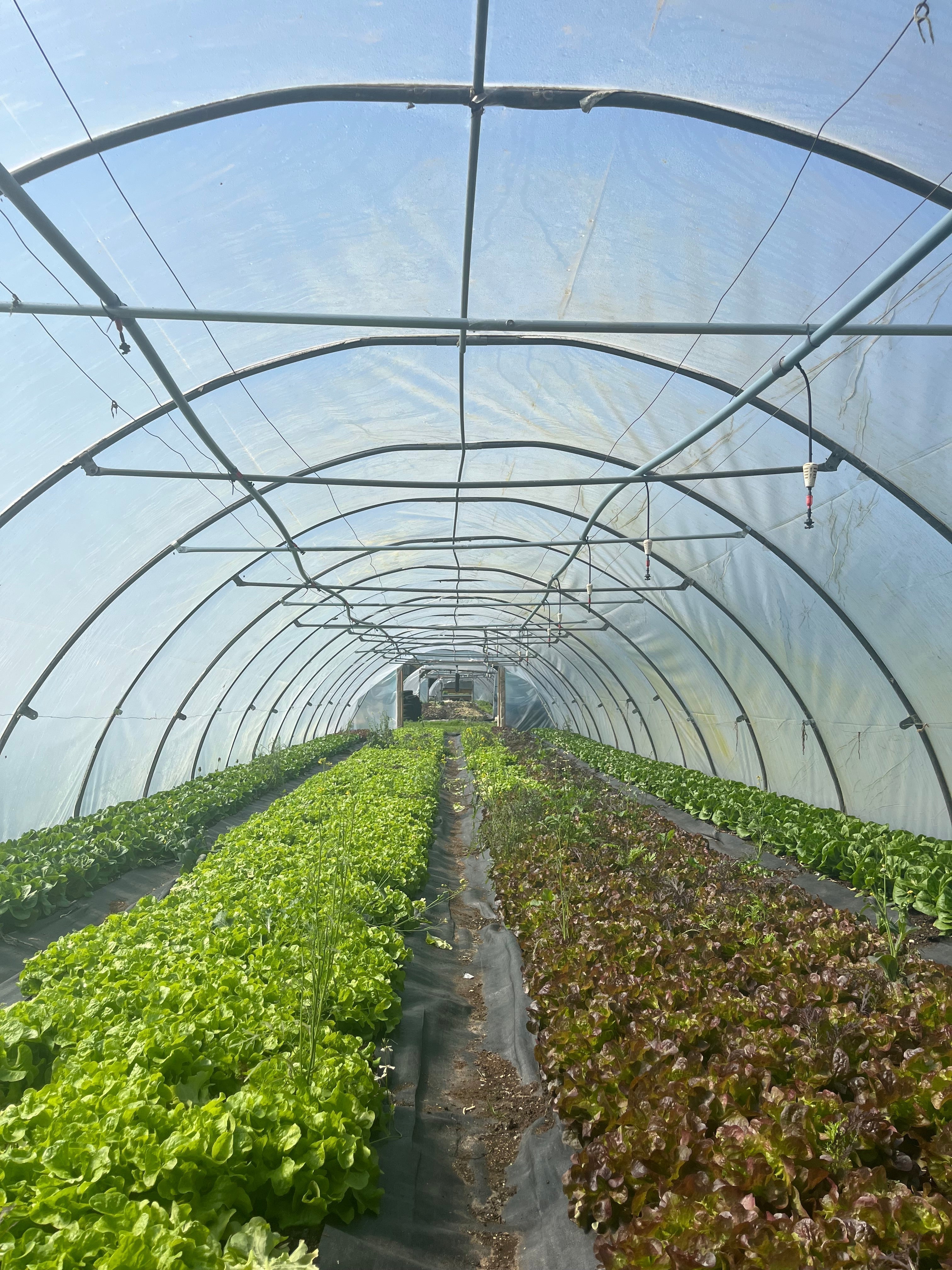 From farm to fridge: our commitment to quality - Earthfare Supermarket