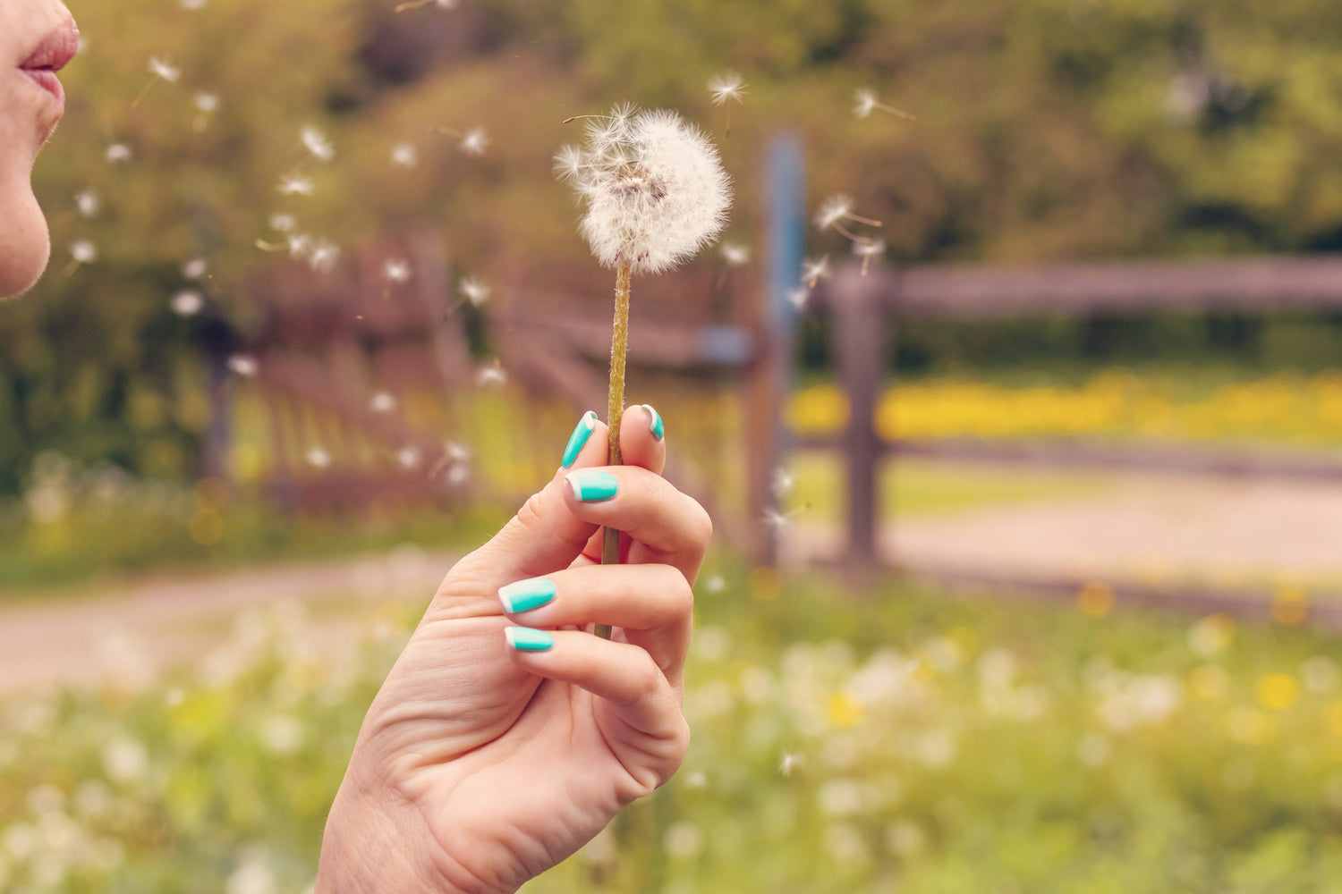 Natural allergy remedies - Earthfare Supermarket