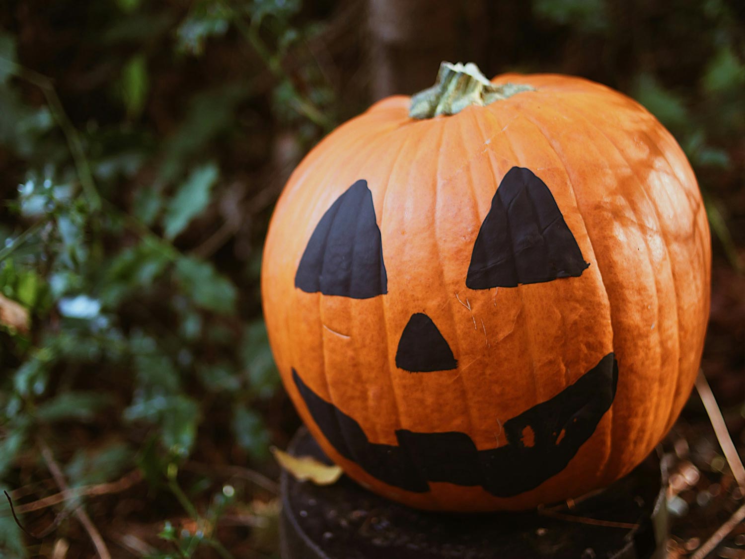 Pumpkins: from Spooky to Spooktacular - Earthfare Supermarket
