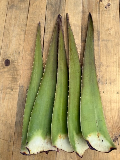 Aloe Vera Leaves