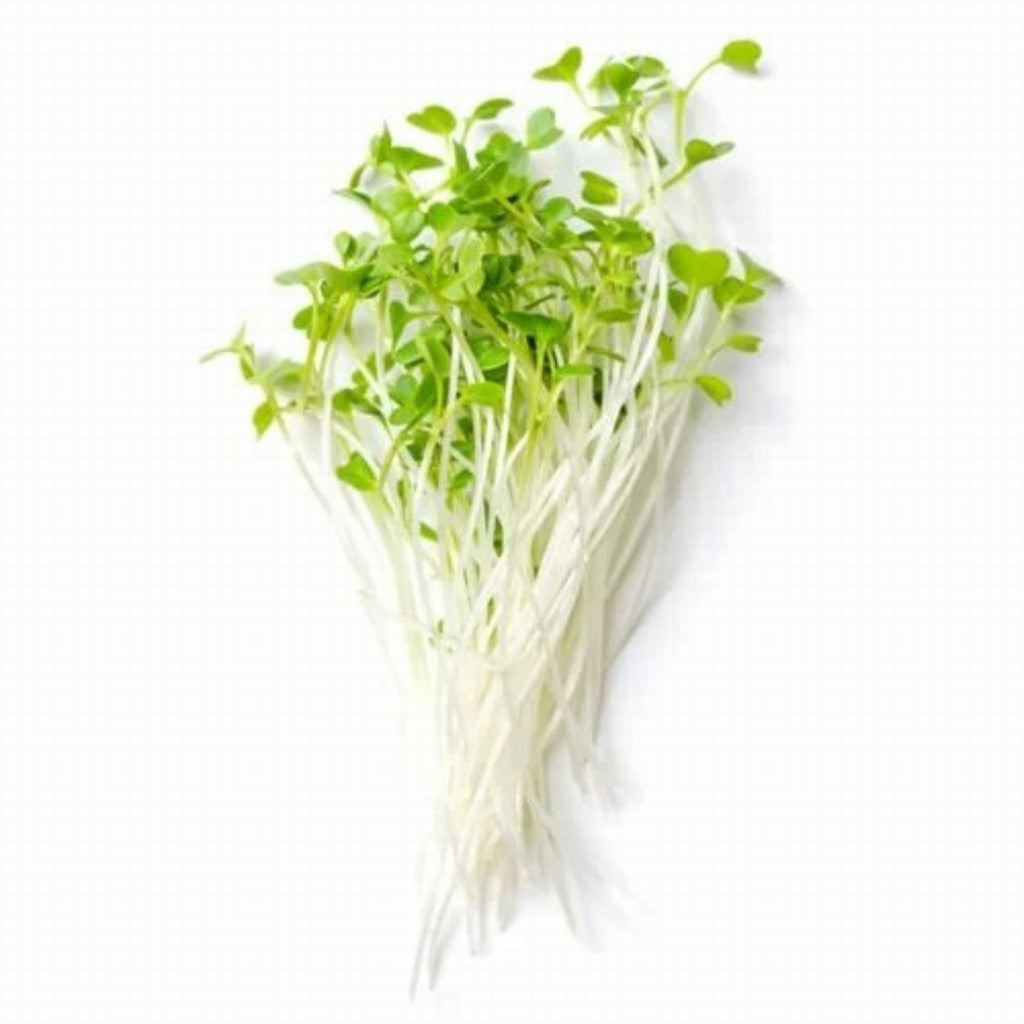 Sky Sprouts Organic Sprouted Kale