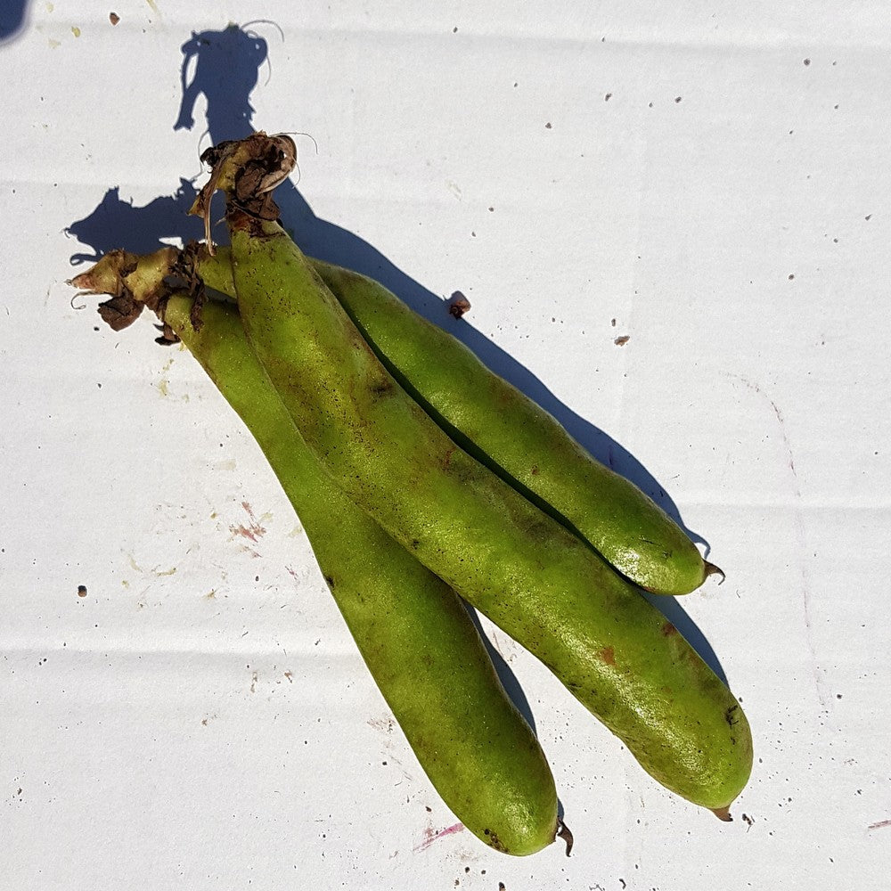 Beans Broad Organic