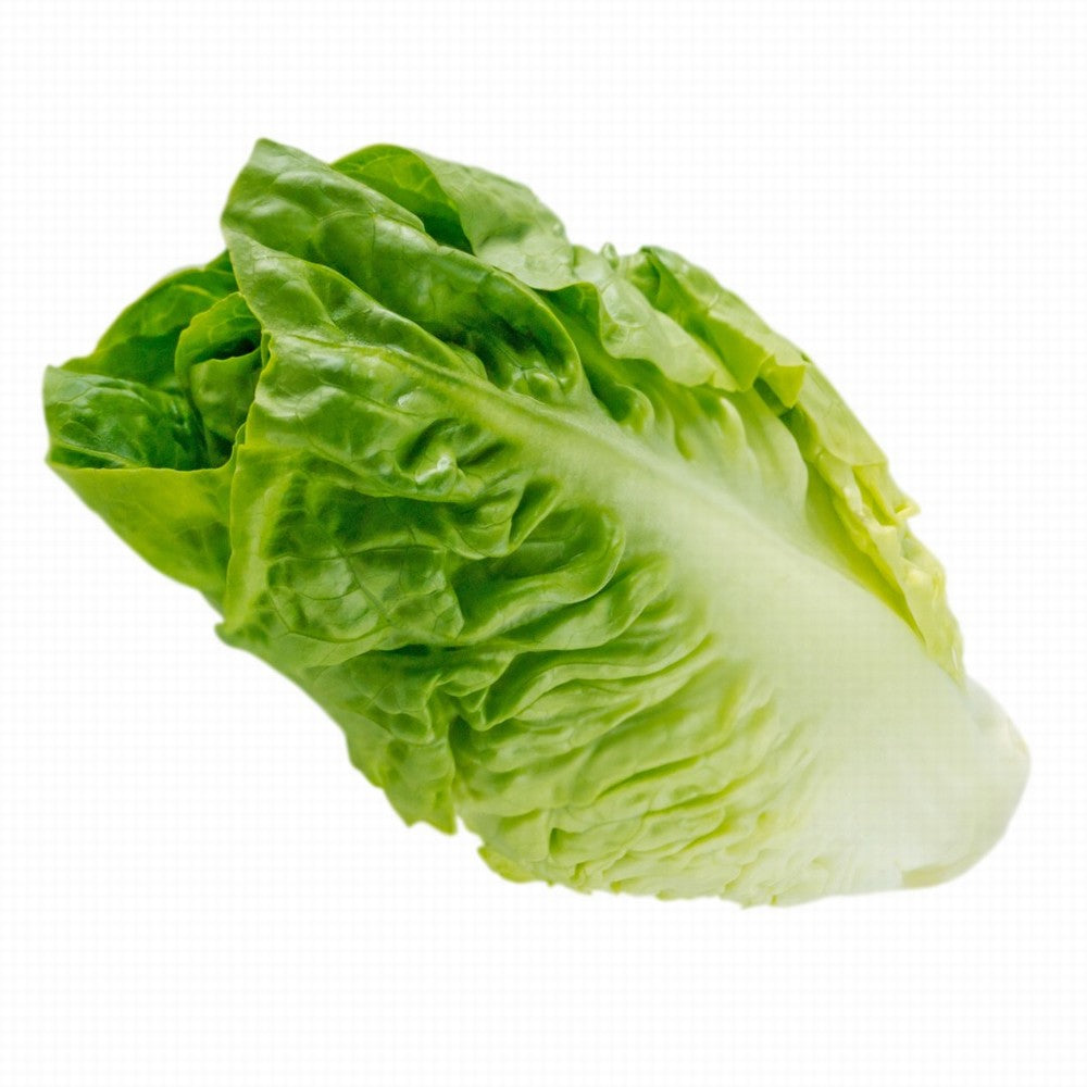 Lettuce Cos/Romaine Organic