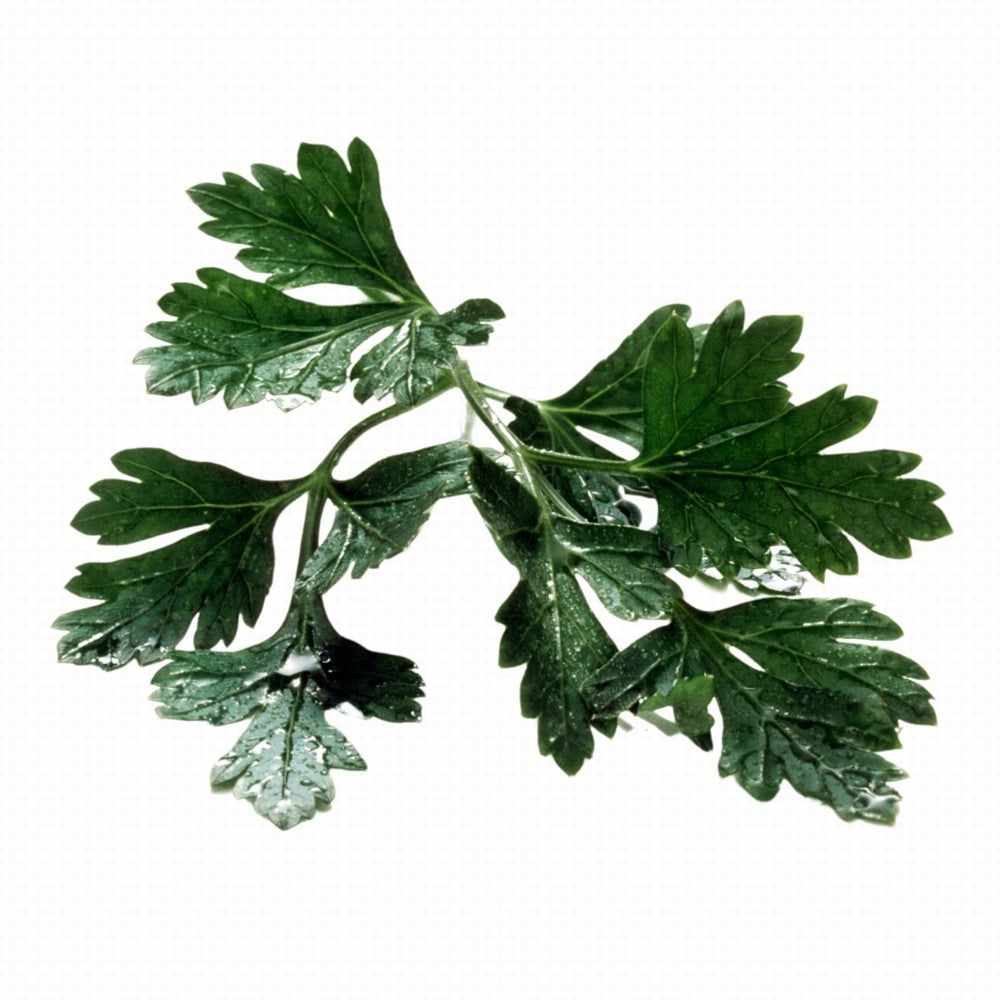 Parsley Flat Organic 20G