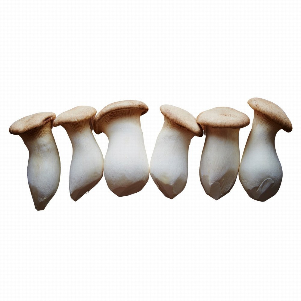 Mushroom Oyster Organic