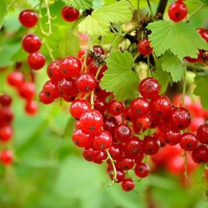 Redcurrants Organic