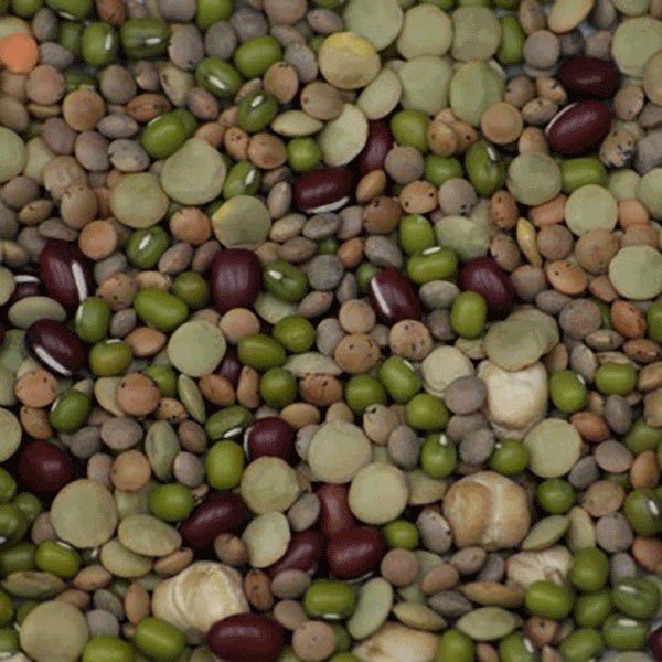 Aconbury Organic Mixed Beans & Pulses For Sprouting - Earthfare Supermarket - 5037605000987