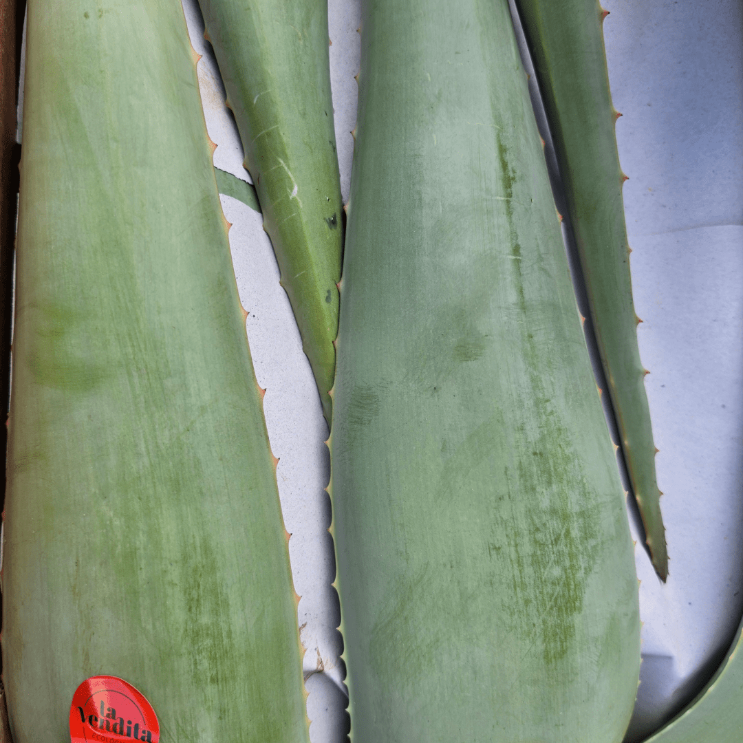 Aloe Vera Leaves - Earthfare Supermarket - 