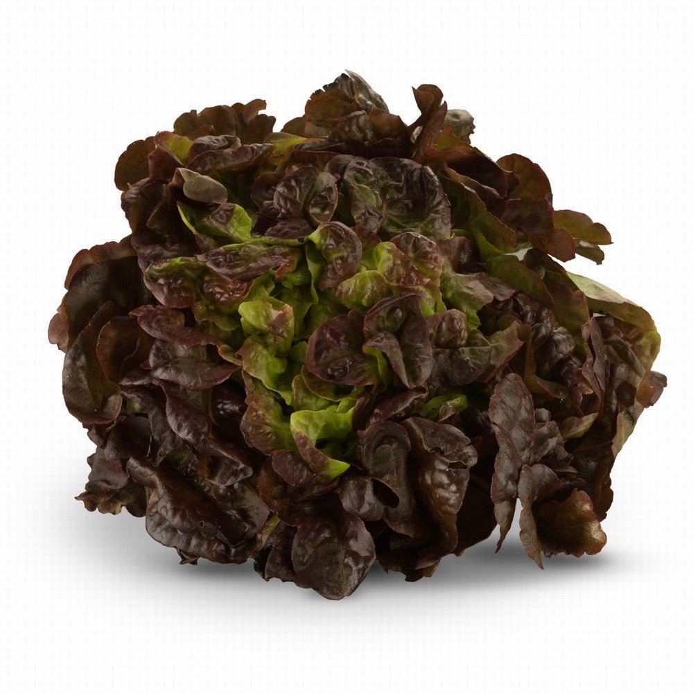 Lettuce Oakleaf Red Organic - Earthfare Supermarket - 7654321219059