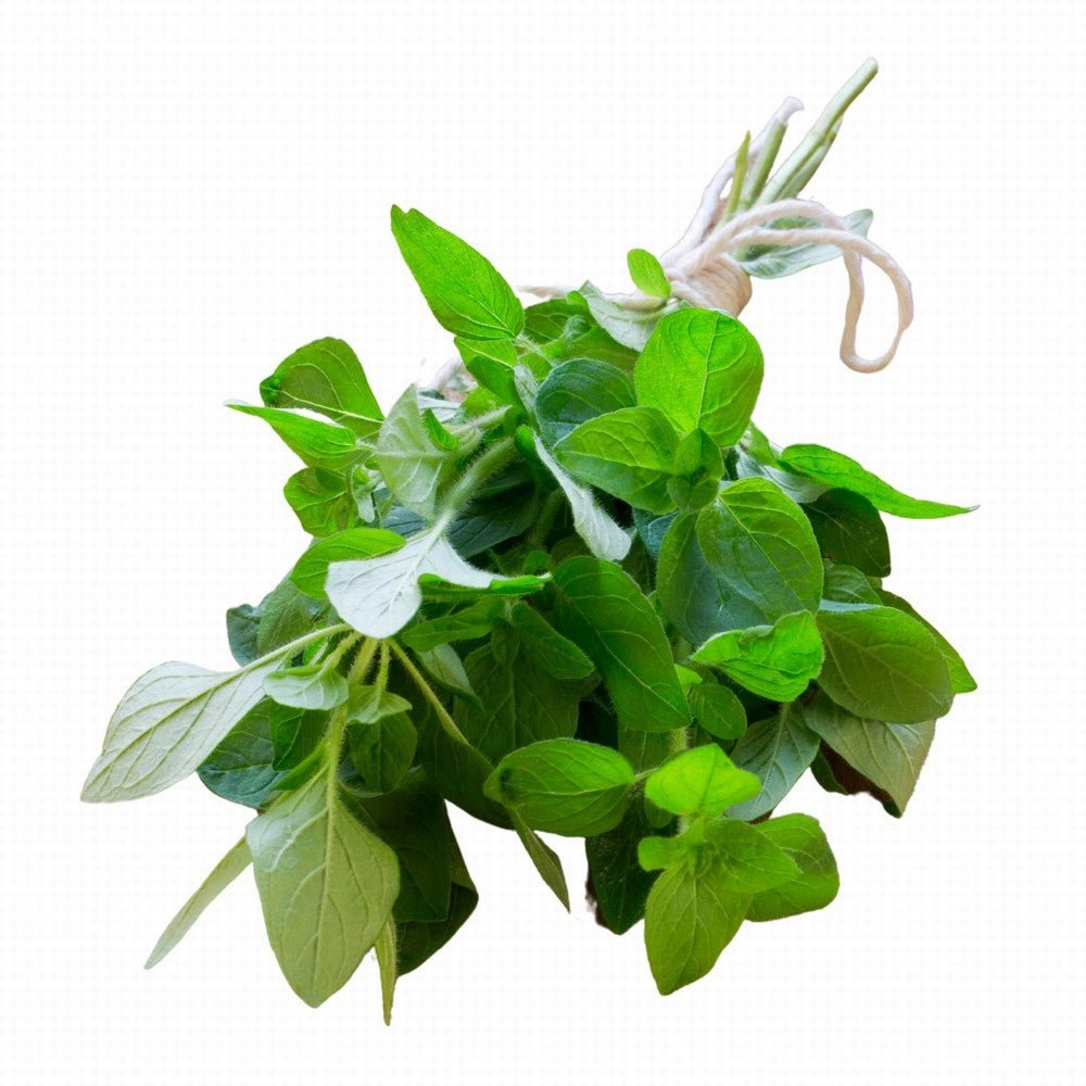 Oregano Organic - Earthfare Supermarket - 7654321219677