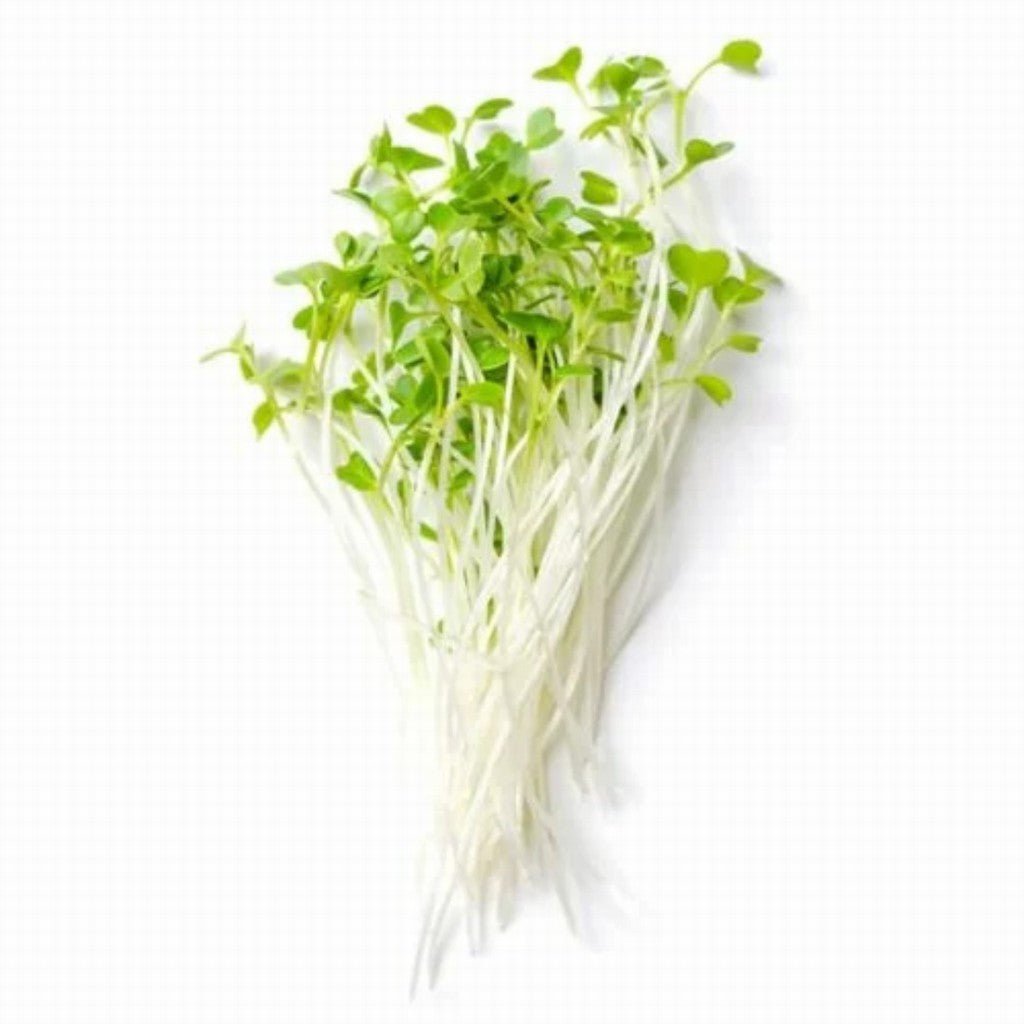 Sky Sprouts Organic Sprouted Kale - Earthfare Supermarket - 5060589170056
