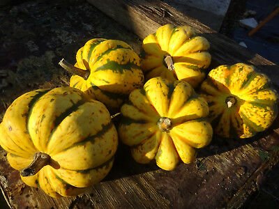 Squash Harlequin Organic - Earthfare Supermarket - 10019